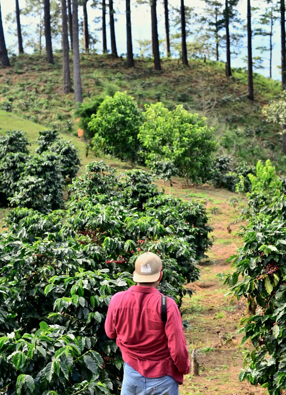 coffee-plantation-farm-visit