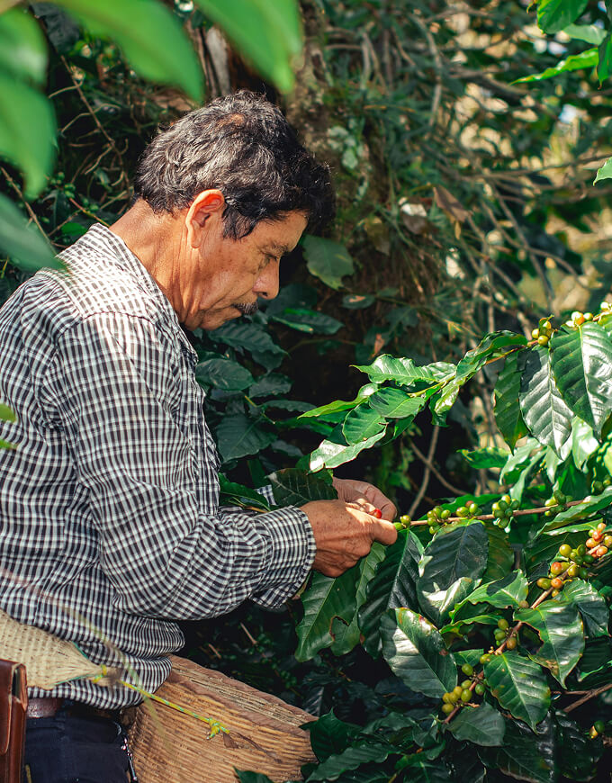 traditional-coffee-harvester-picking