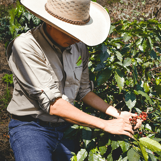 colombian-farmer-harvesting-coffee