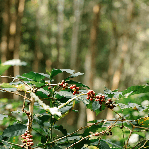 honduras-coffee-tree-branches