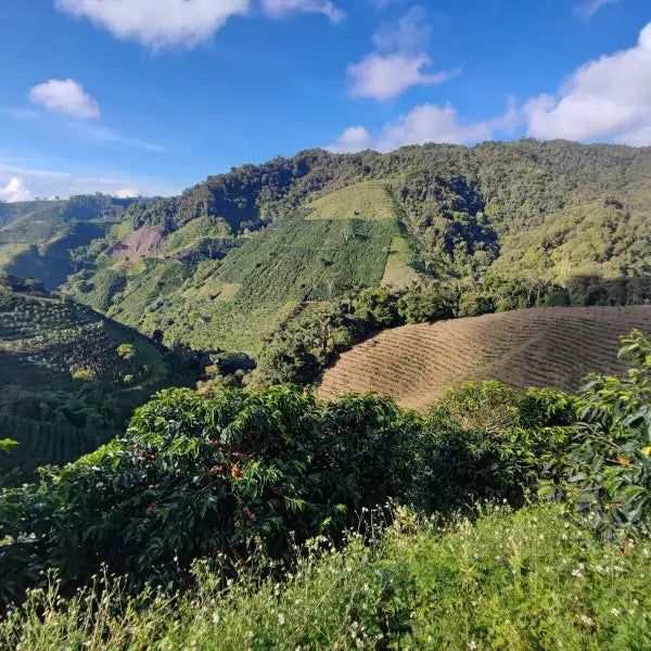 guatemala-green-coffee-mountain-landscape