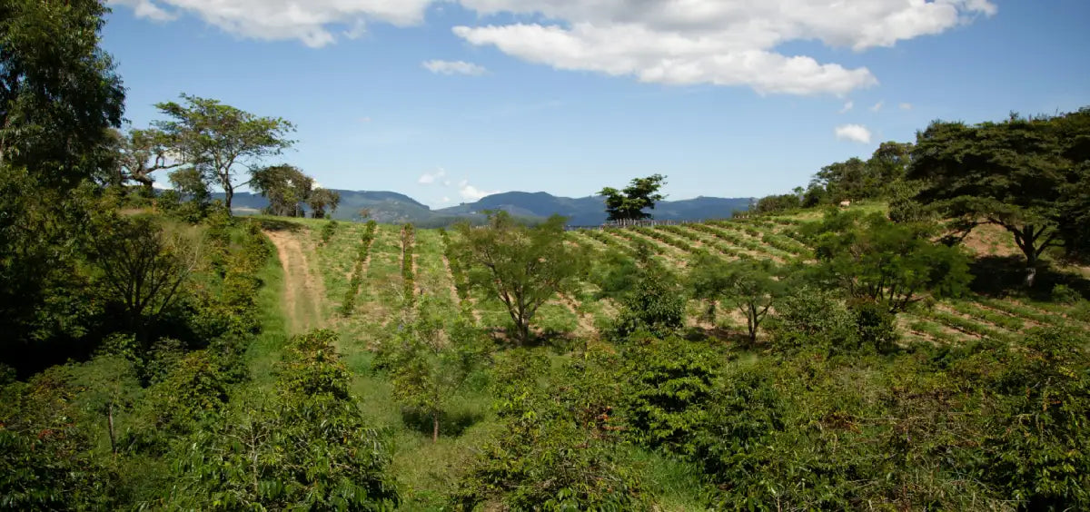 santa-rosa-guatemala-coffee-plantation