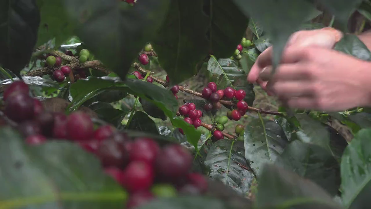 ripe-red-coffee-cherries-branch