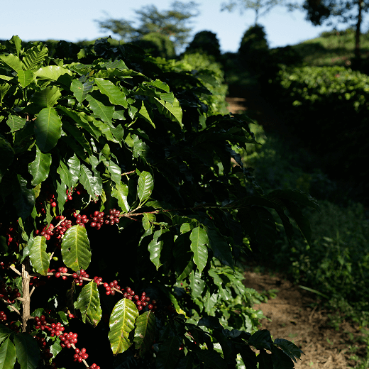 rwanda-coffee-cherries-crop