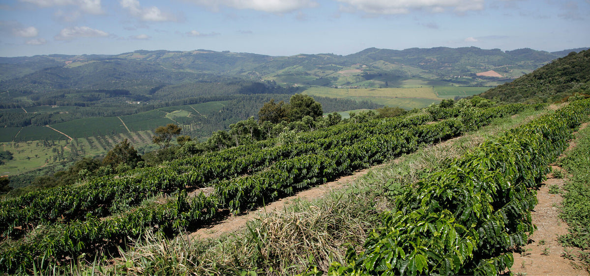 coffee-plantation-landscape